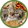 Traitement des allergies